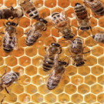 abelha -perigoso – morte – inseto