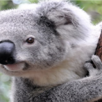 coala, koala, preguiça, animal