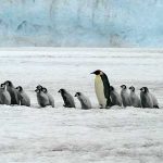 pinguins – Antártida- deserto