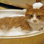 gato tomando banho