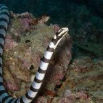 Serpente krait listrada do mar