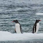 Antártida – agua doce – mar – agua – pinguim