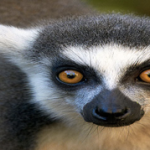 lemur – animal preguiçoso