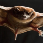 morcego – preguiçoso