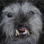 munchkin – cachorro mais feio do mundo