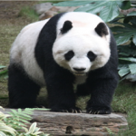 panda – animal – preguiça