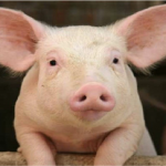 porco – animais – preguiçosos