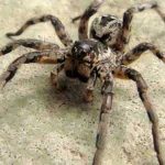4 aranhas mais venenosas do mundo