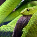 Descubras as 4 cobras mais exóticas do mundo